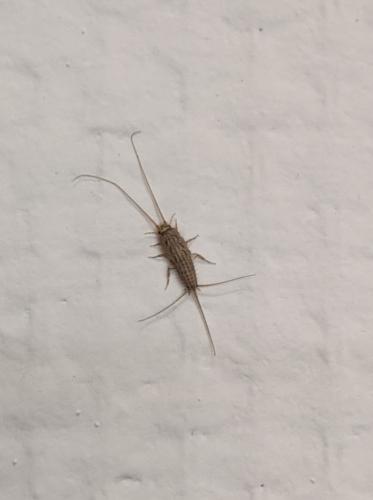 Réf. 269 405 : Ctenolepisma lineata